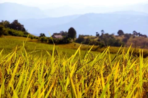 Rice field Stock Photos