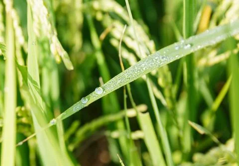 Rice field Stock Photos