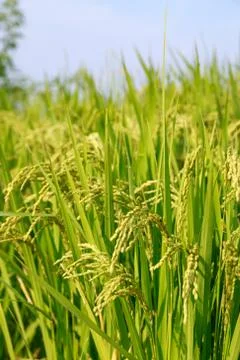 Rice field Stock Photos