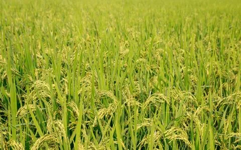Rice field Stock Photos