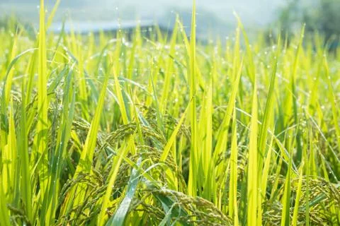 Rice field Stock Photos