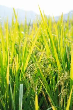 Rice field Stock Photos