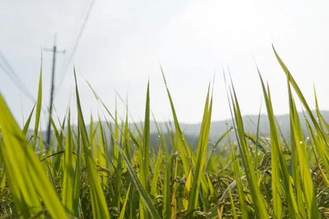 Rice field Stock Photos