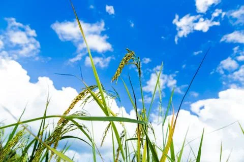 Rice in the field Stock Photos