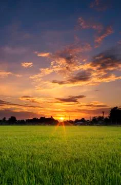 Rice field Stock Photos