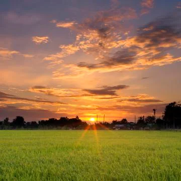 Rice field Foto stock