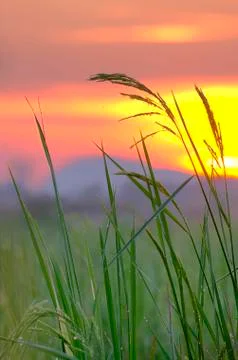 Rice field Stock Photos