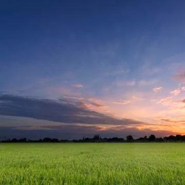 Rice field Stock Photos