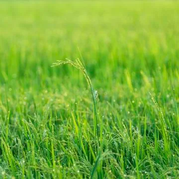 Rice field Stock Photos