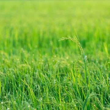 Rice field Stock Photos