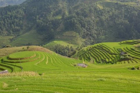 Rice field Stock Photos