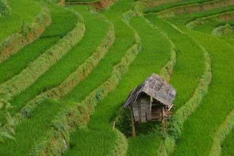 Rice field Stock Photos