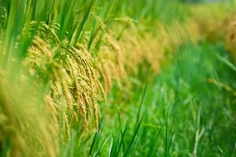 Rice field Stock Photos