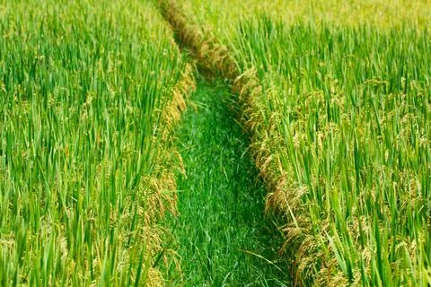 Rice field Stock Photos