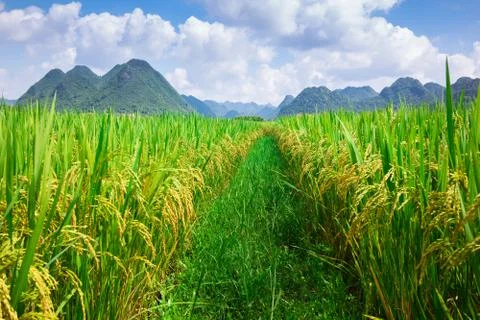 Rice field Stock Photos