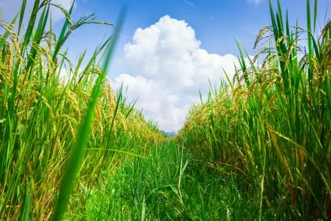 Rice field Stock Photos