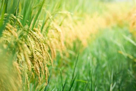 Rice field Stock Photos