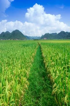 Rice field Stock Photos