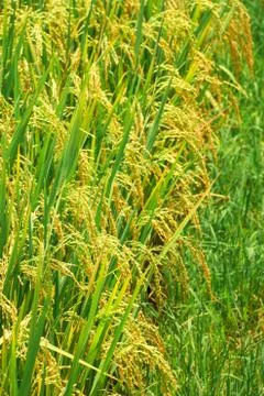 Rice field Stock Photos