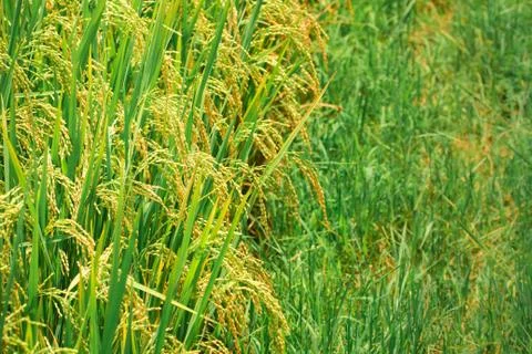 Rice field Stock Photos