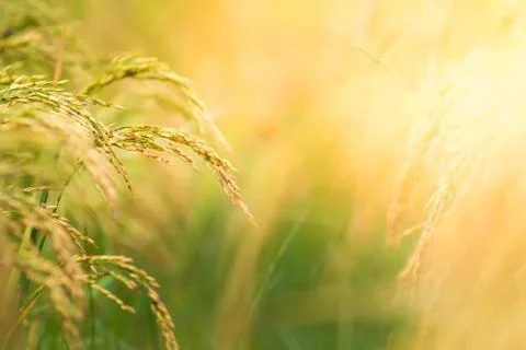 Rice field Stock Photos