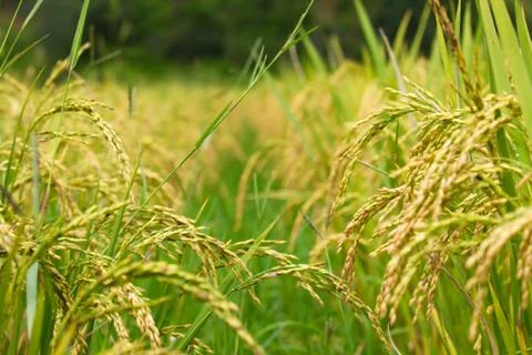 Rice field Stock Photos