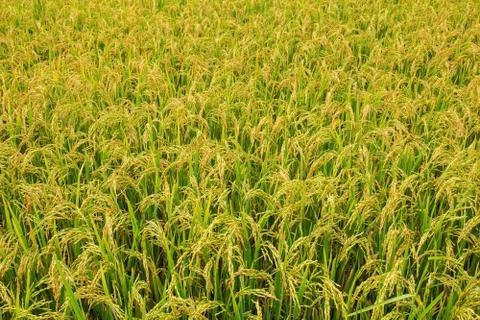 Rice field Stock Photos