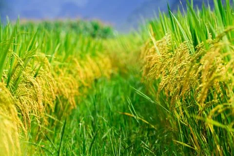 Rice field Stock Photos