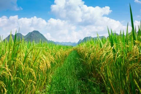 Rice field Stock Photos