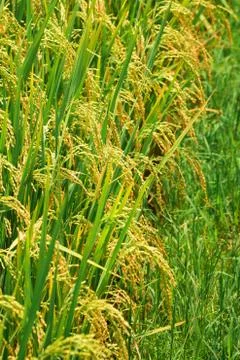 Rice field Stock Photos