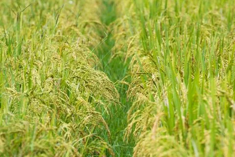 Rice field Stock Photos