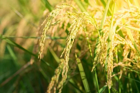 Rice field Stock Photos