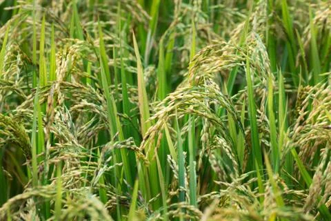 Rice field Stock Photos