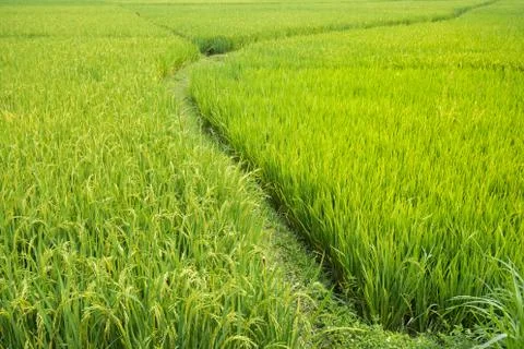 Rice field Stock Photos