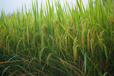 Rice field Stock Photos