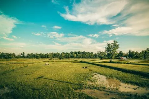 Rice field Stock Photos