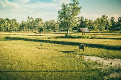Rice field Stock-Fotos