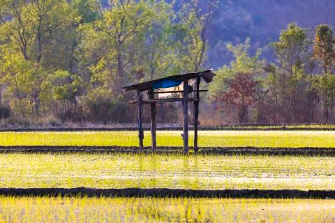 Rice field Stock-Fotos