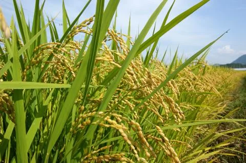 Rice field Stock Photos