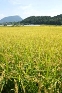 Rice field Foto stock