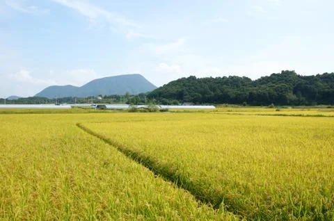 Rice field Stock Photos