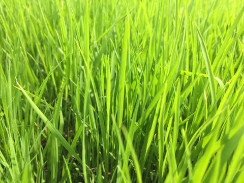 Rice field Stock Photos