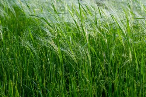 Rice field Stock Photos