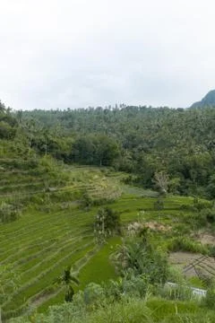 Rice field. Stock Photos