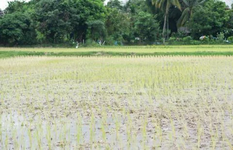 Rice field Stock Photos