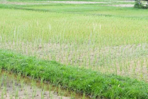 Rice field Stock Photos
