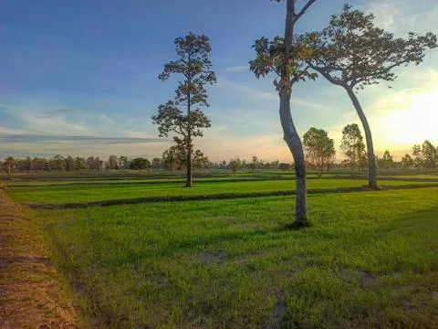 Rice Field Stock Photos