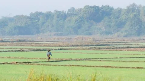In a rice field Stock Photos
