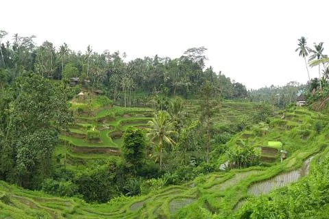 Rice Field Stock Photos