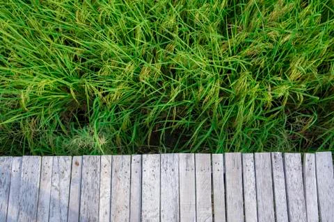 Rice field Stock Photos